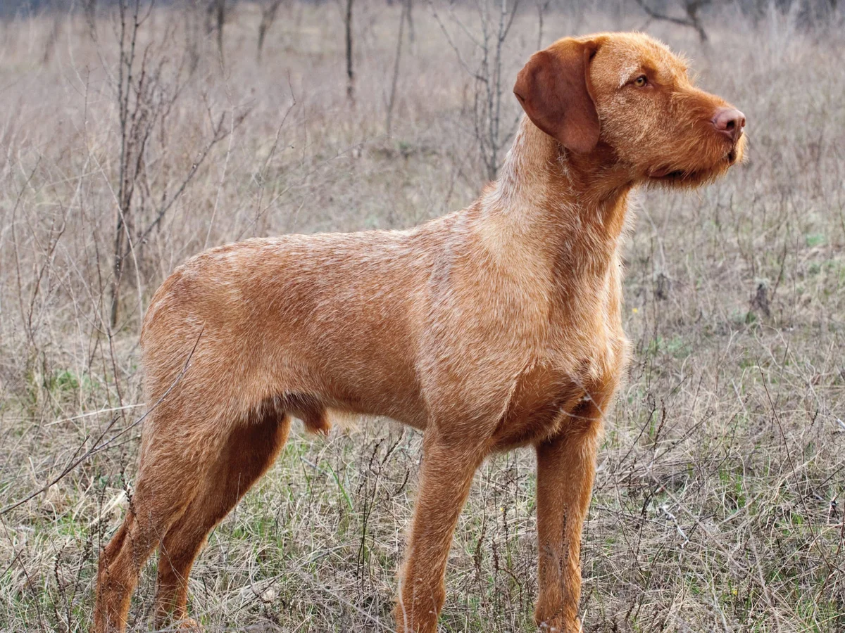 Versatile Hunting Dogs