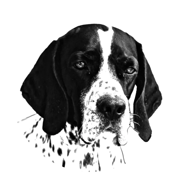 Versatile Hunting Dogs