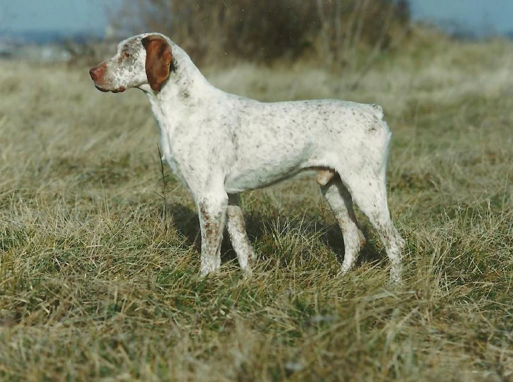 Versatile Hunting Dogs