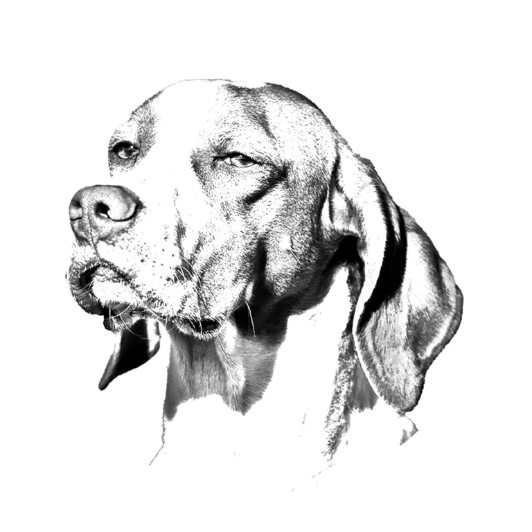 Versatile Hunting Dogs