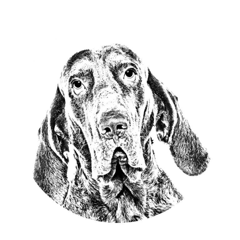 Versatile Hunting Dogs