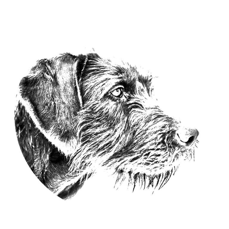 Versatile Hunting Dogs