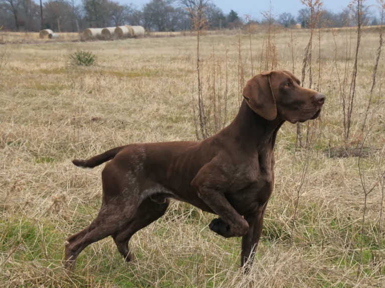 Versatile Hunting Dogs