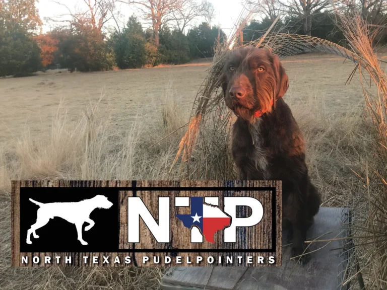 Versatile Hunting Dogs