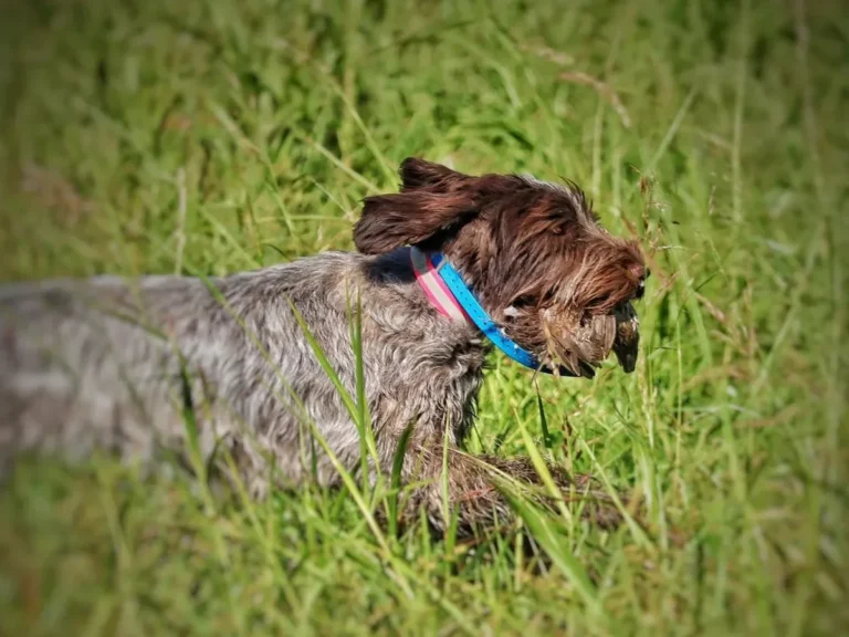 Versatile Hunting Dogs