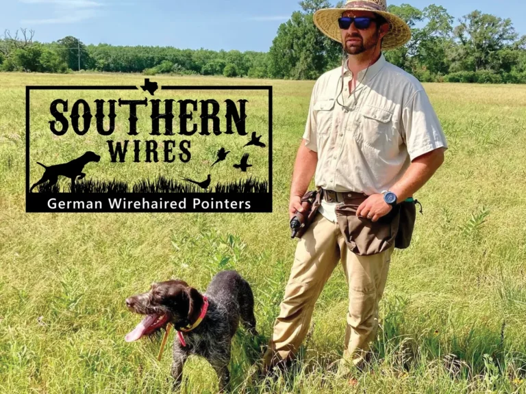 Versatile Hunting Dogs