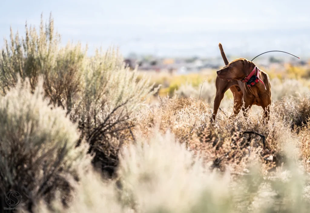 Versatile Hunting Dogs