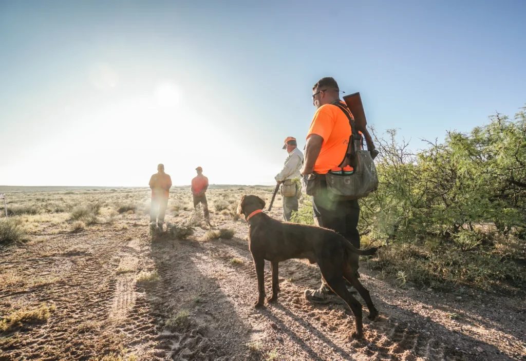 Versatile Hunting Dogs