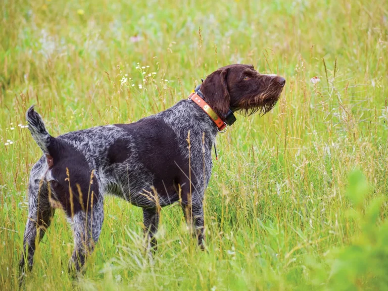 North American Versatile Hunting Dog Association in Texas